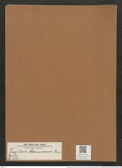 Fragilaria marmonorum Grun. (de-Toni-Nr.: Genus 73, Species 2745) Zeichnungen Sammlung Grunow Mappe 02954 (Herbarium_W_Grunow_drawings_Folder_02954)